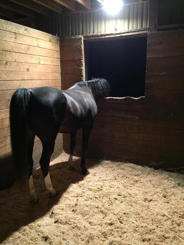 headless horse is curious and loves her window